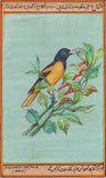 Northern Oriole Bird Art
