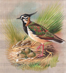 Northern Lapwing Bird Art