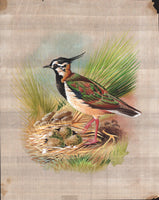 Bird Painting Northern Lapwing