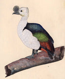 Tropical Color Bird of Paradise Painting Handmade Watercolor Miniature Artwork