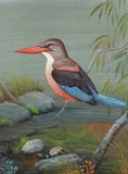 Grey Headed Kingfisher