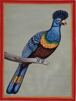 Great Blue Turaco Bird