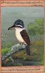Hook Billed Kingfisher
