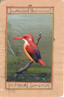 Red Backed Kingfisher