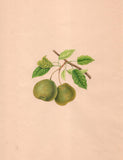 Fruit Pear Art