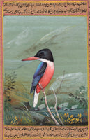 Black Headed Kingfisher bird artwork