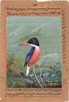 Black Headed Kingfisher bird artwork